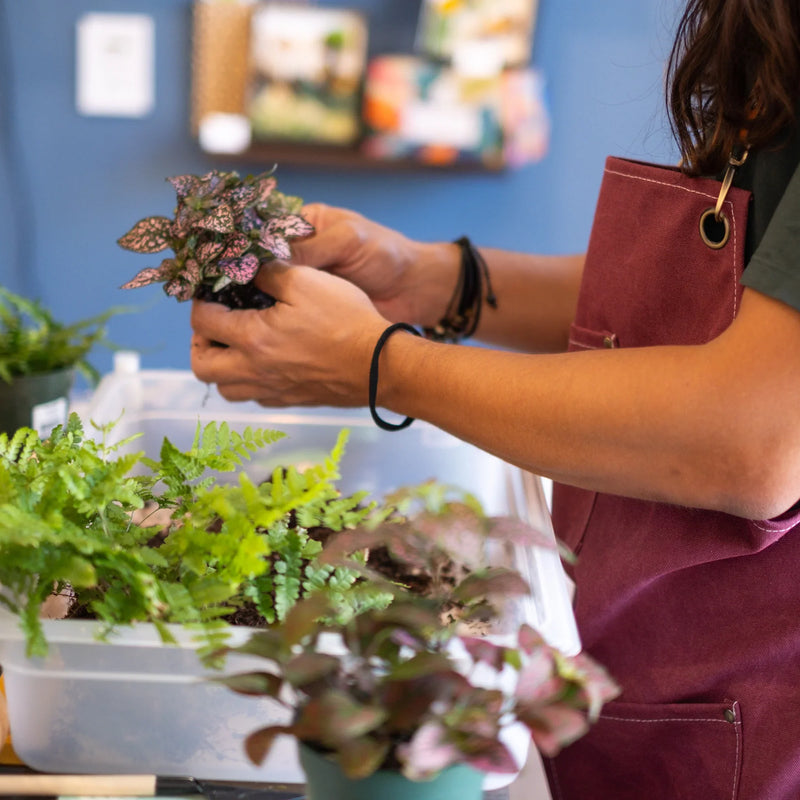Build a Self-Sustaining Terrarium at KraftStories Honolulu