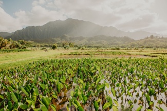 LoʻI and Māla Workday
