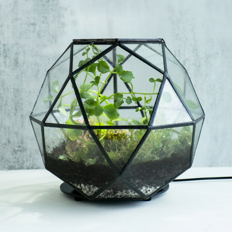 Make a Terrarium in a Sphere Geometric Jar at KraftStories Honolulu