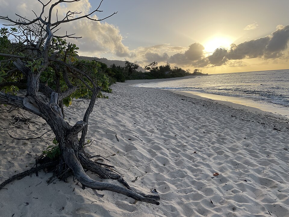 Mokulēʻia Beach, across the road from the airfield (Dillingham Airfield)