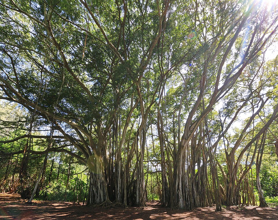 Kawela Bay banyans