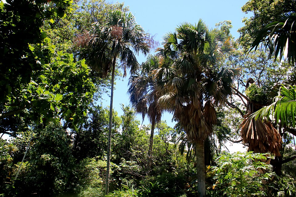 Foster Botanical Garden
