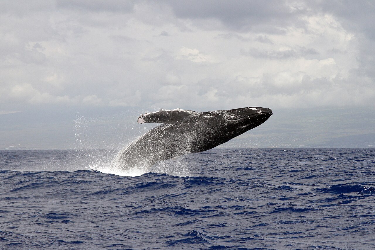 A humpback breaching in the Hawaiian Islands whale sanctuary (Private Whale Watching Tour)