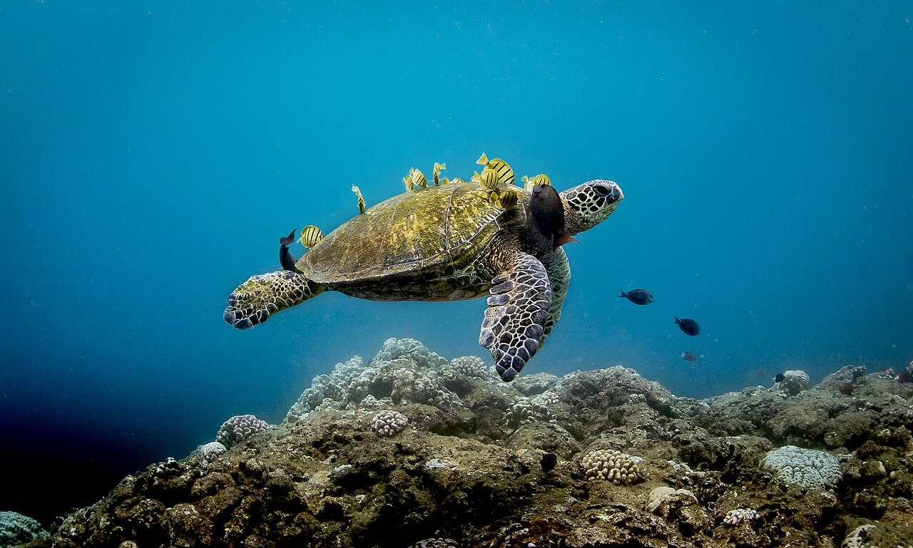 A green sea turtle at a cleaning station off Haleʻiwa Aliʻi Beach (Private Dolphin and Turtle Tour)