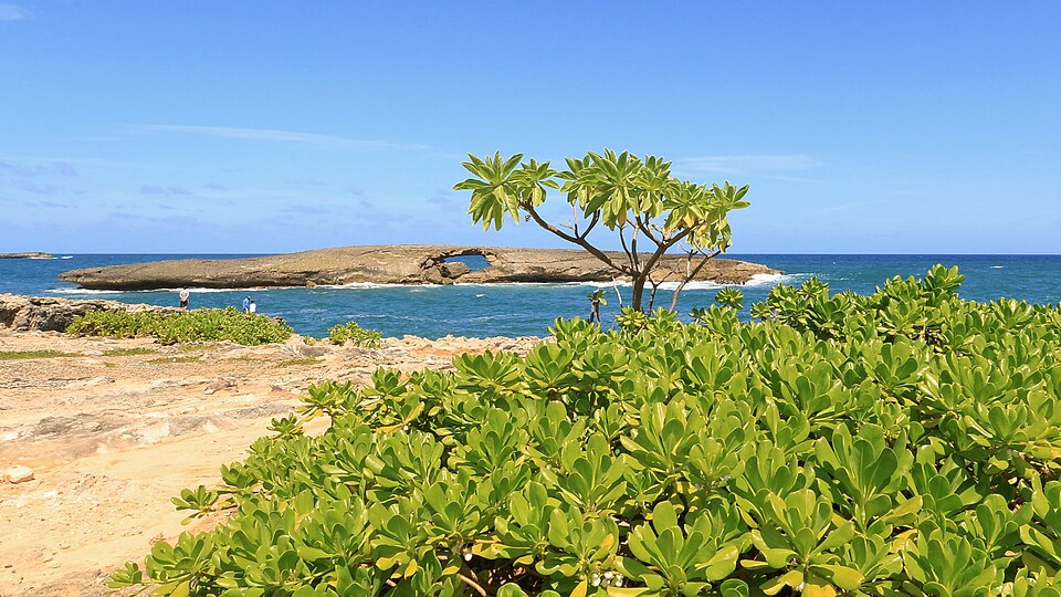 Sarah Marshall, Blue Crush, North Shore