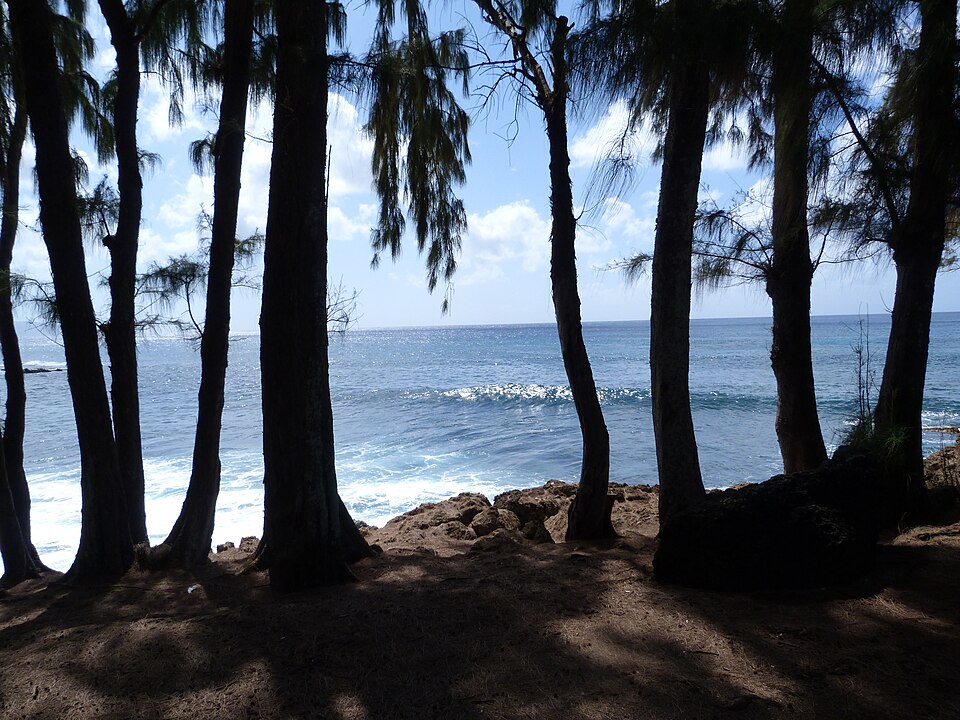 Shark’s Cove (Pūpūkea)