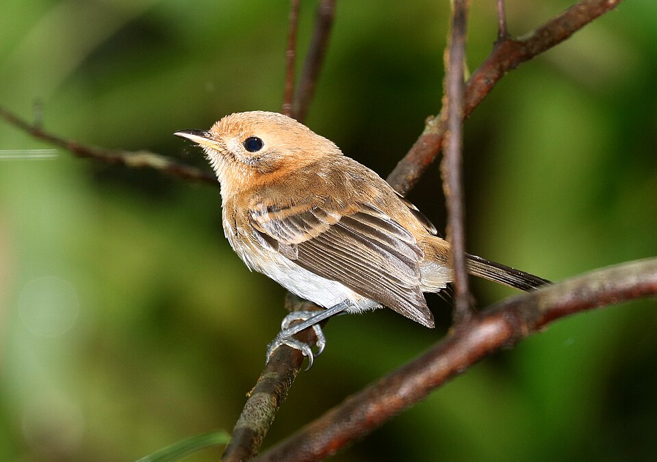 An Oʻahu ʻelepaio on the ʻAiea Loop Trail (ʻAiea Loop Trail)
