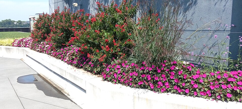 Plantings on the rooftop park (Pier 57 rooftop park)